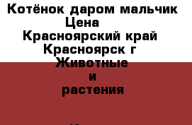 Котёнок даром мальчик › Цена ­ 1 - Красноярский край, Красноярск г. Животные и растения » Кошки   . Красноярский край,Красноярск г.